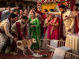 Home Wedding Celebration Turns Chaotic After Dog Attack